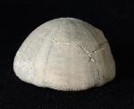 Camerogalerus cylindricus (LAMARCK 1816) - Bild © FossNet FossilienStore